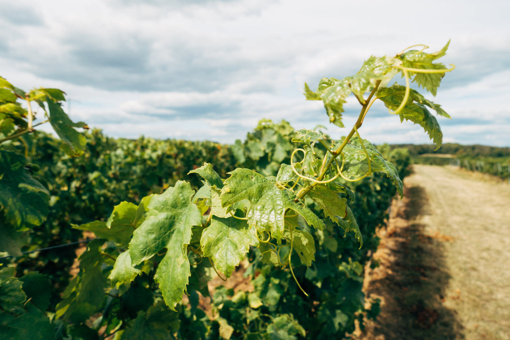 Weinprofil EDITION II: 2020 Chardonnay trocken